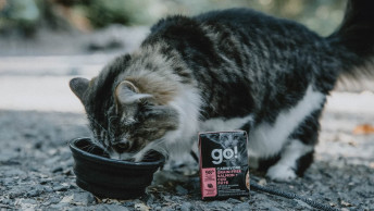 Cat on harness outside eating GO! SOLUTIONS CARNIVORE out of collapsible bowl