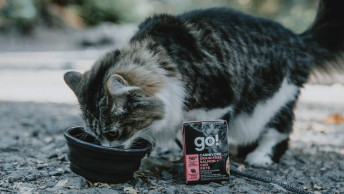 GO-SOLUTIONS-cat-outside-eating-wet-food-out-of-collapsible-bowl-beside-carnivore-tetra-pak-recipe