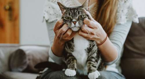 Cat on owner's lap getting its face scratched