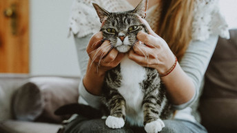 Cat on owner's lap getting its face scratched