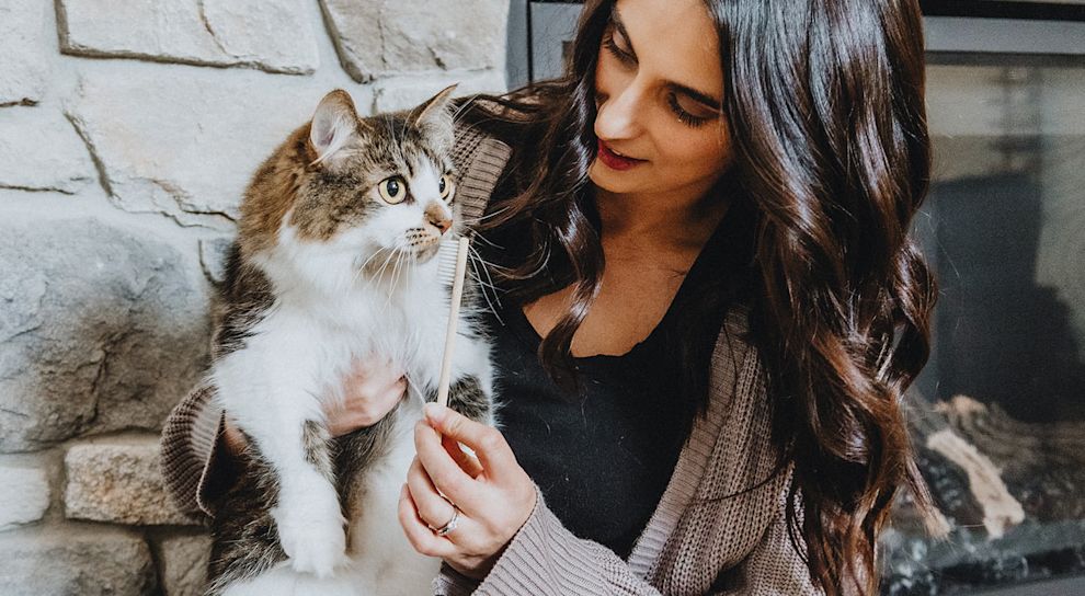 Cat getting its teeth brushed by owner