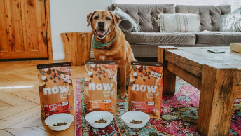 Labrador dog with three bags and bowls of NOW FRESH kibble