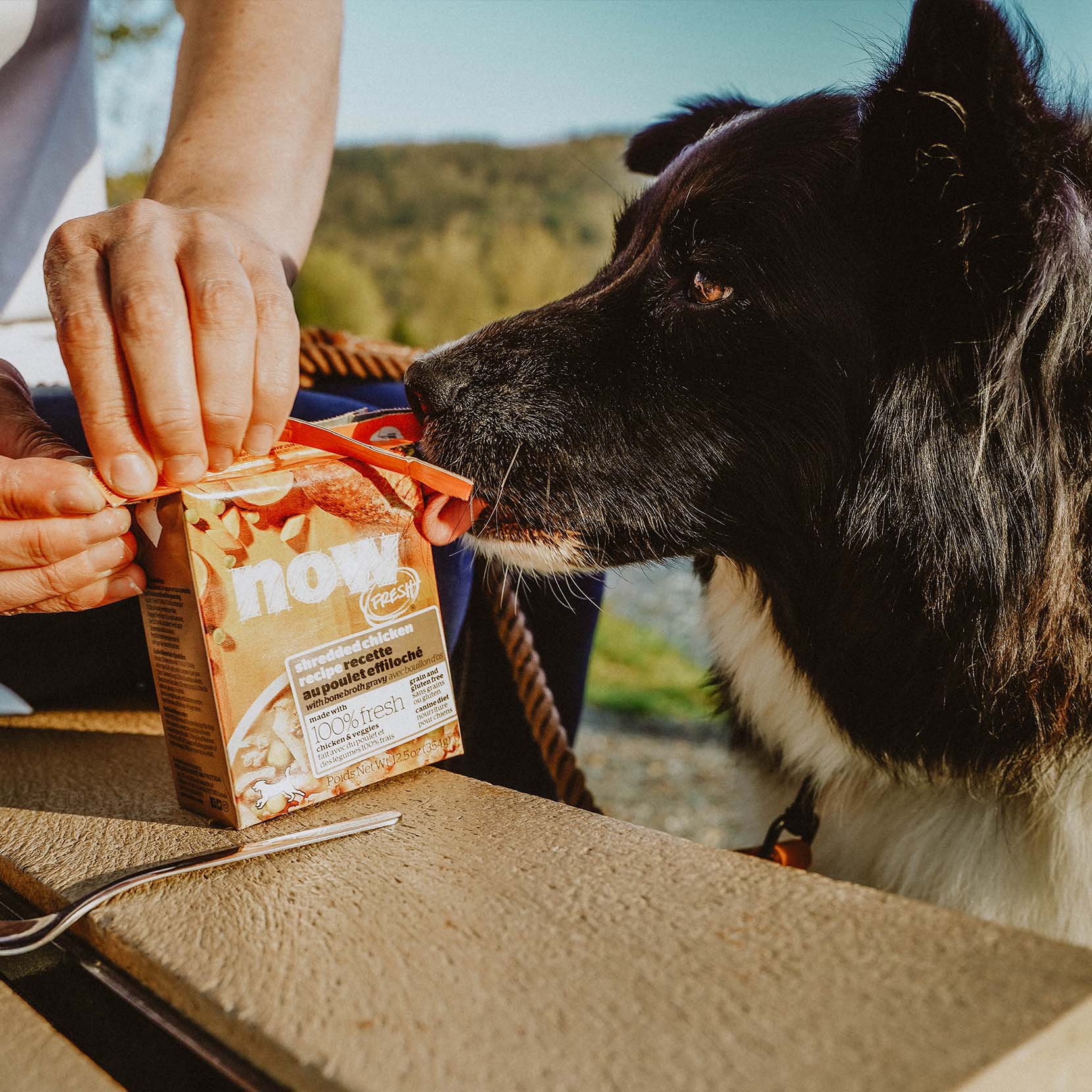 Shredded chicken clearance for dogs