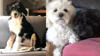 Bernedoodle puppy and two small dogs