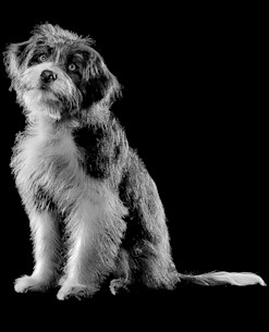 Scruffy terrier dog in black and white