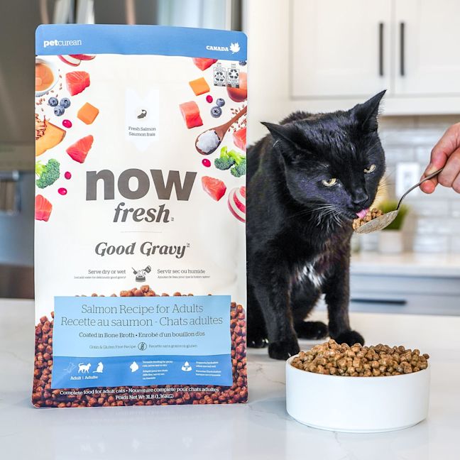 Cat licking spoon with Now Fresh Good Gravy Salmon Recipe kibble