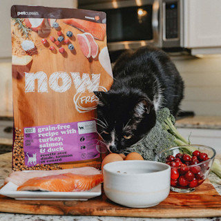 Black cat sniffing fresh ingredients with bag of Now Fresh