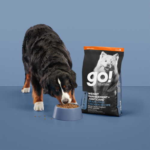 Bernese Mountain Dog eating GO! SOLUTIONS WEIGHT MANAGEMENT + JOINT CARE kibble