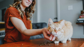 Woman in orange shirt scratching tabby cat on table