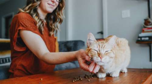 Woman in orange shirt scratching tabby cat on table