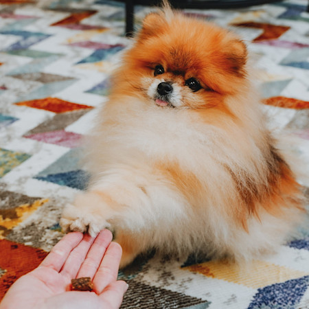 Hand offering Pomeranian dog a treat