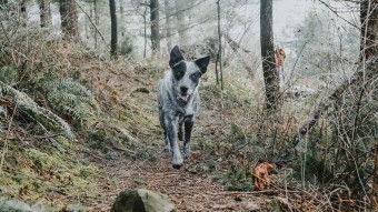 Dog walking through the forest