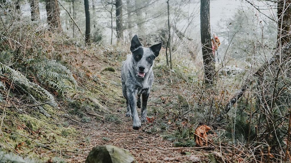 Dog walking through the forest