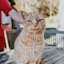 Orange tabby cat getting pet on a porch