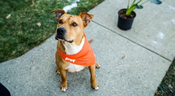 Pit Bull dog with orange bandana looking up