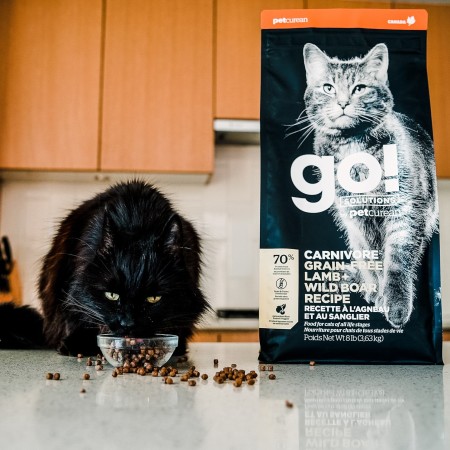 Black cat on kitchen counter eating GO! SOLUTIONS CARNIVORE Grain-Free Lamb + Wild Boar Recipe dry food