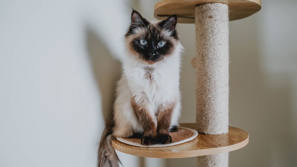 Ragdoll cat sitting on cat tree