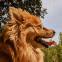 Profile of Pomeranian dog