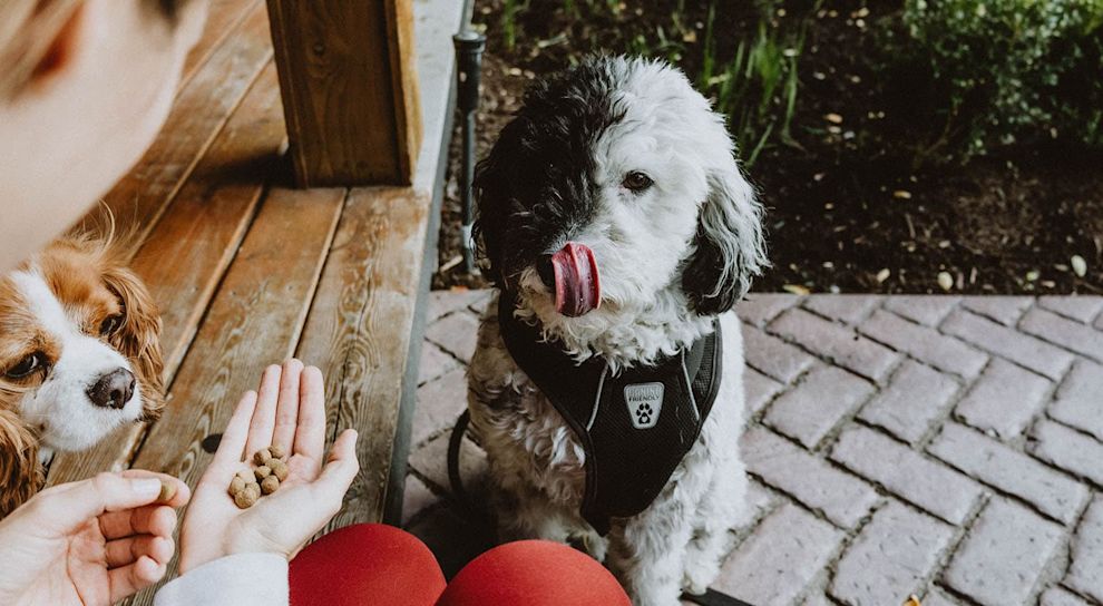 Cavalier King Charles Spaniel and Poodle mix outside with owner with kibble in hand