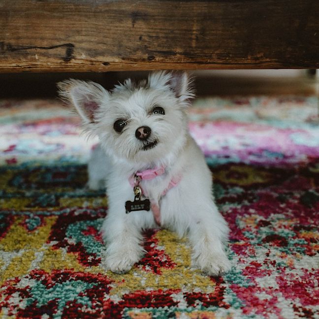 Small breed white dog Lily hiding under the bed