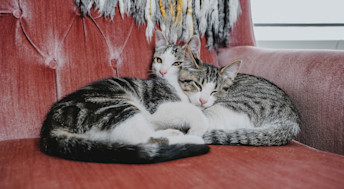 Two kittens napping together