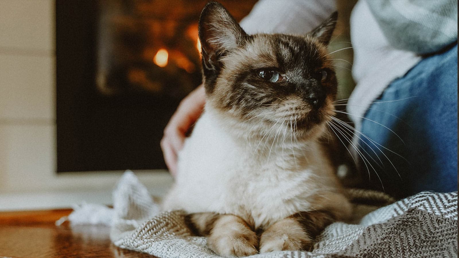 Floof the Fluffy Black Cat MADE TO ORDER -  Portugal