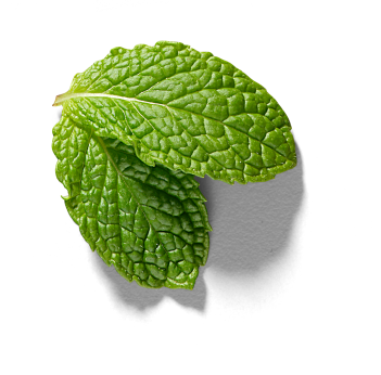 NOW-FRESH-Featured-Ingredient-Mint1