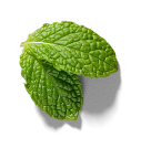 Mint leaves