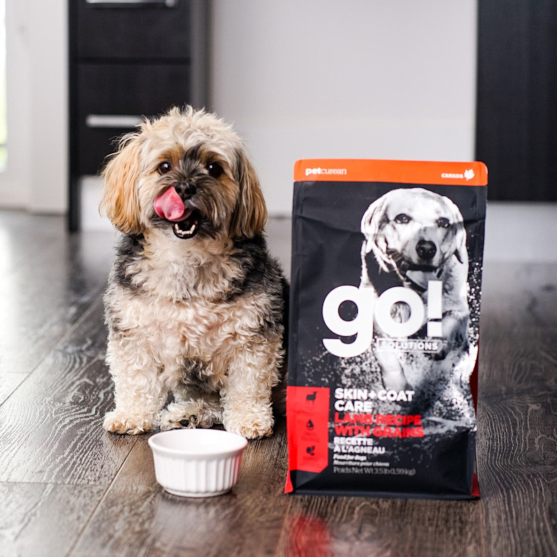 Small breed dog with bowl beside bag of GO! SOLUTIONS SKIN + COAT CARE Lamb Recipe with Grains dry food