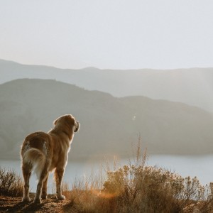 Dog overlooking mountain scape