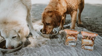 Brown and yellow Labrador Retriever eating NOW FRESH wet food