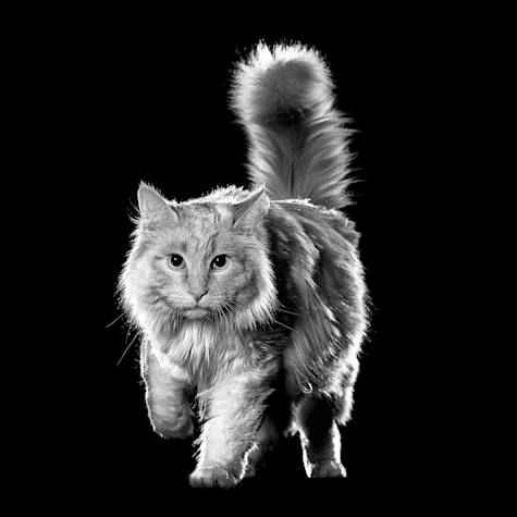 Black and white long haired cat
