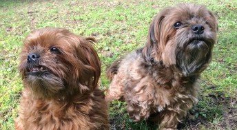 Two small breed senior dogs