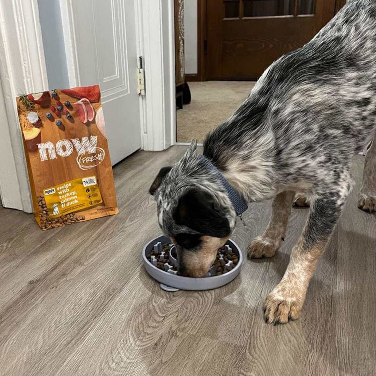 Blue heeler eating NOW FRESH kibble from slow feeder bowl