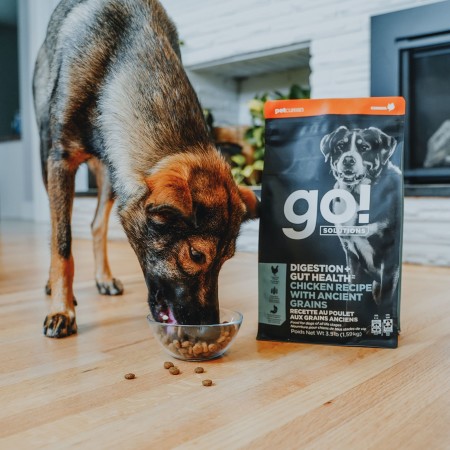 Dog eating Go! Solutions Digestion + Gut Health Chicken recipe kibble