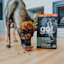 Dog eating Go! Solutions Digestion + Gut Health Chicken recipe kibble