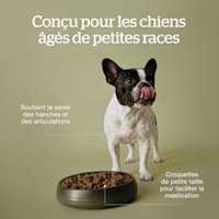 Made for senior small breed dogs