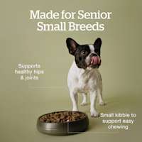 Made for senior small breed dogs