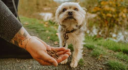 Handful of kibble being offered to small breed dog on trail