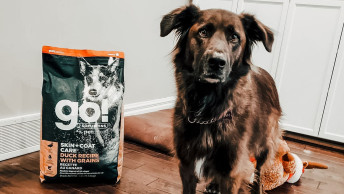 Sam the dog beside his bag of GO! SOLUTIONS SKIN + COAT CARE Duck Recipe with Grains
