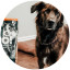 Sam the dog beside his bag of GO! SOLUTIONS SKIN + COAT CARE Duck Recipe with Grains