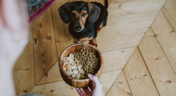 Dog being served bowl of kibble and wet food