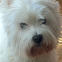 West Highland White Terrier looking at camera
