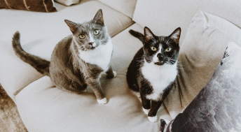 Two cats sitting on couch