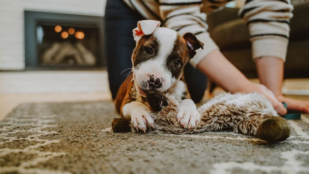 Puppy chewing on toy