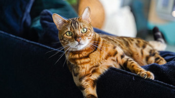 Bengal cat on blue couch looking at camera