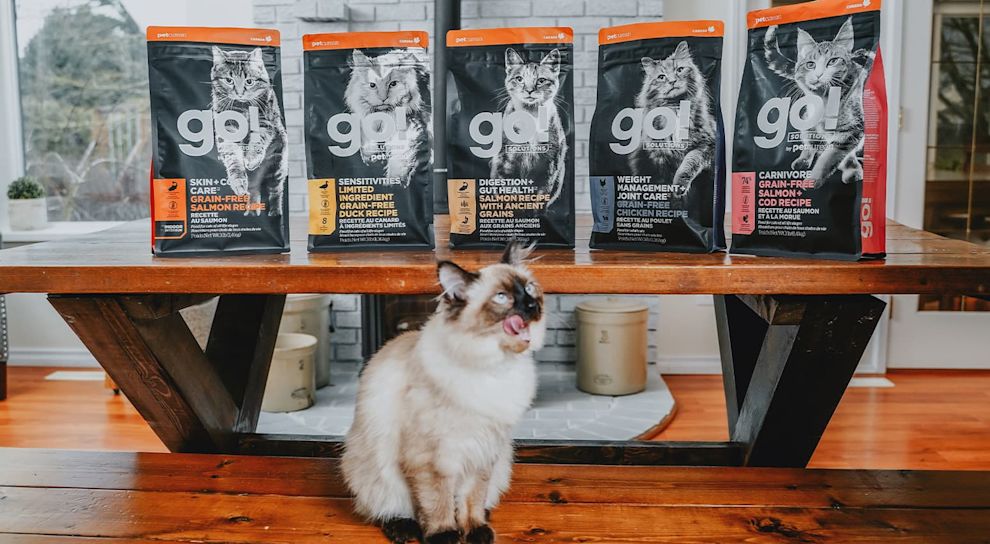 Ragdoll cat sitting on table with tongue out in front of kibble bags