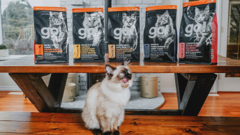 Ragdoll cat sitting on table with tongue out in front of kibble bags
