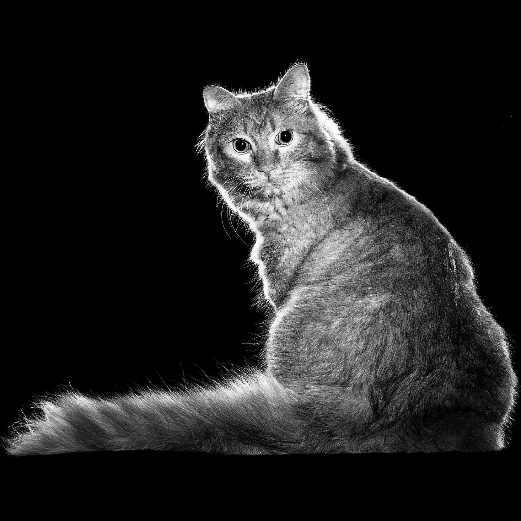 сухой корм для кошек и котят go solutions skin coat care курица овощи 7 26кг. GO SOLUTIONS Product Pet Image Cat Crash. сухой корм для кошек и котят go solutions skin coat care курица овощи 7 26кг фото. сухой корм для кошек и котят go solutions skin coat care курица овощи 7 26кг-GO SOLUTIONS Product Pet Image Cat Crash. картинка сухой корм для кошек и котят go solutions skin coat care курица овощи 7 26кг. картинка GO SOLUTIONS Product Pet Image Cat Crash. Этот вкуснейший корм GO! SOLUTIONS SKIN + COAT CARE, изготовленный из высококачественного мяса курицы вольного выгула и цельных злаков, содержит большое количество жирных омега-кислот, которые препятствуют выпадению шерсти и обеспечивают здоровье кожи и шерсти, а также фрукты и овощи, являющиеся источником антиоксидантов, необходимых для укрепления иммунной системы.