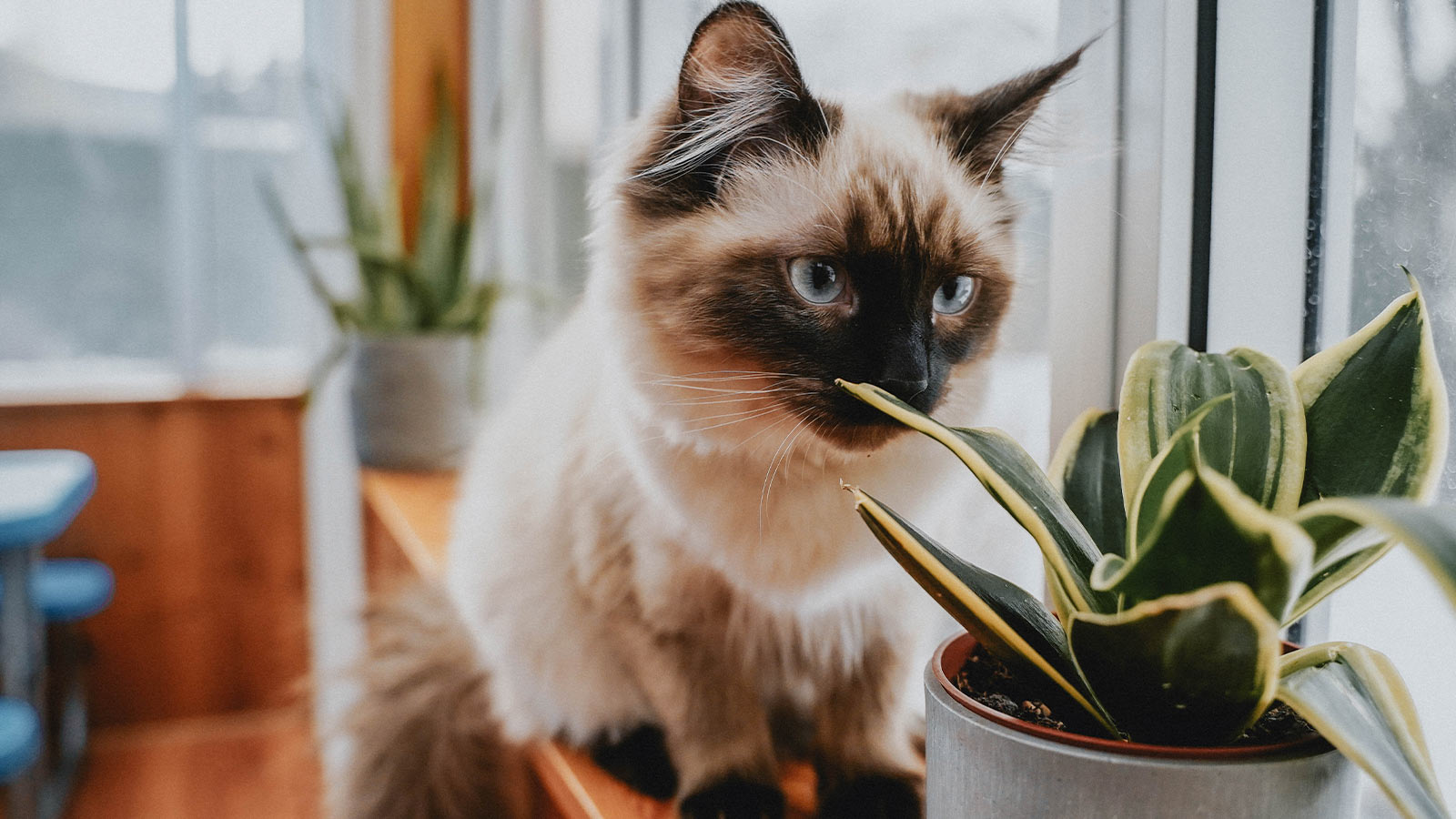 What Plants are Toxic to Cats? | Go! Solutions